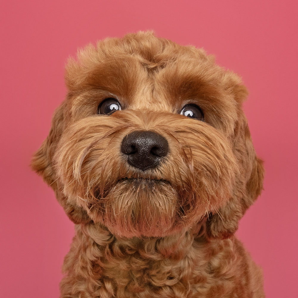 Adelaide Pet Dog Photographer South Australia