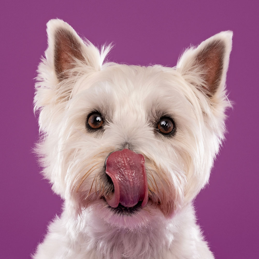 Adelaide Pet Dog Photographer South Australia