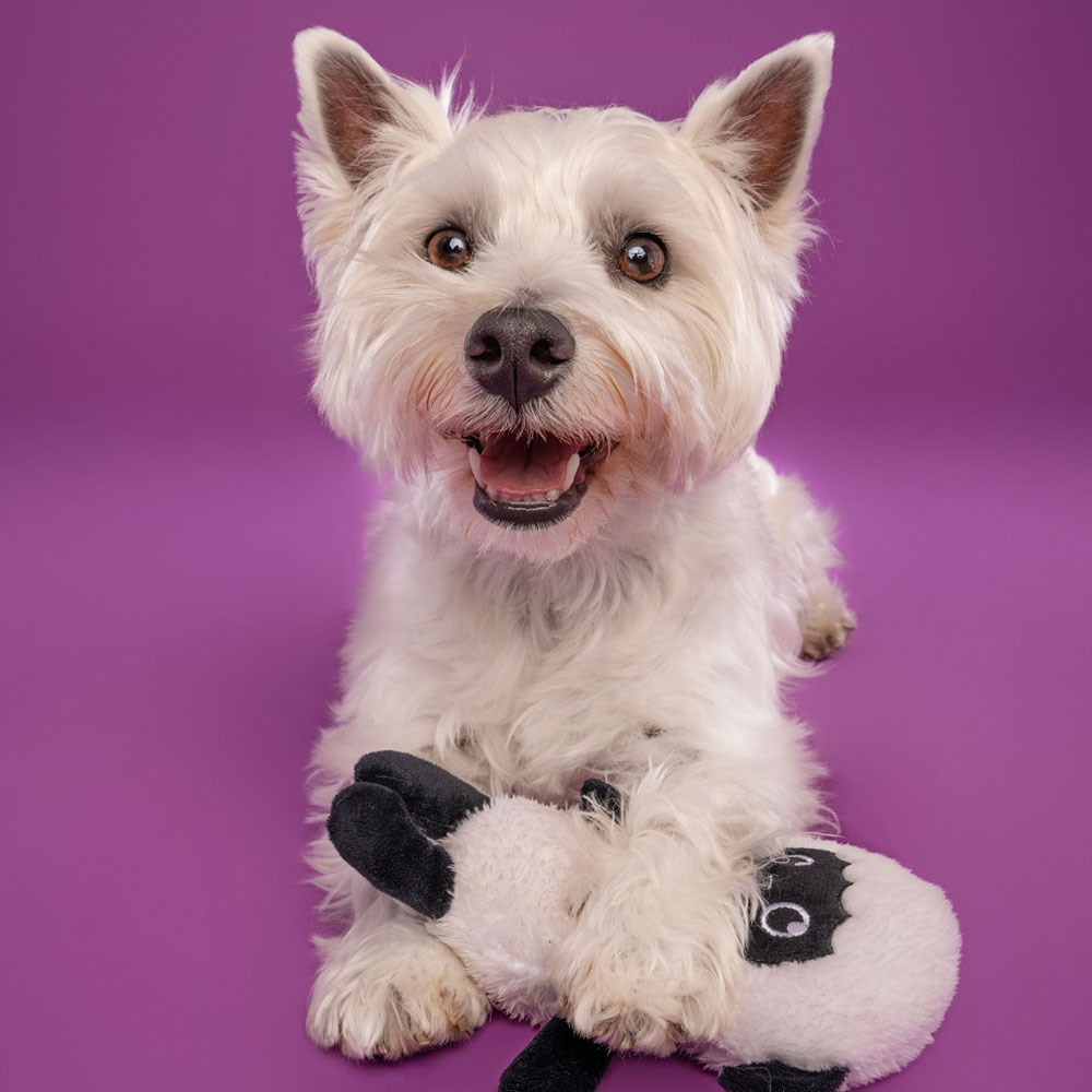Adelaide Pet Dog Photographer South Australia