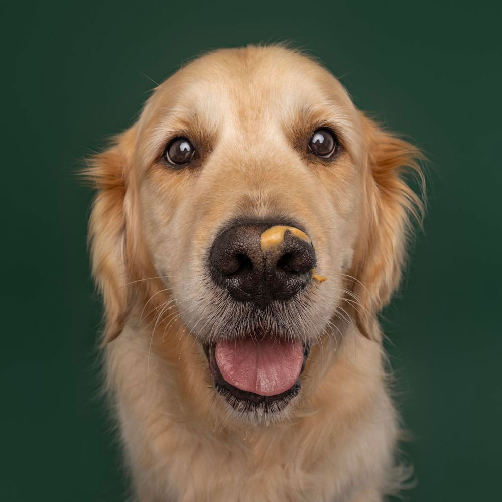 Adelaide Pet Dog Photographer South Australia