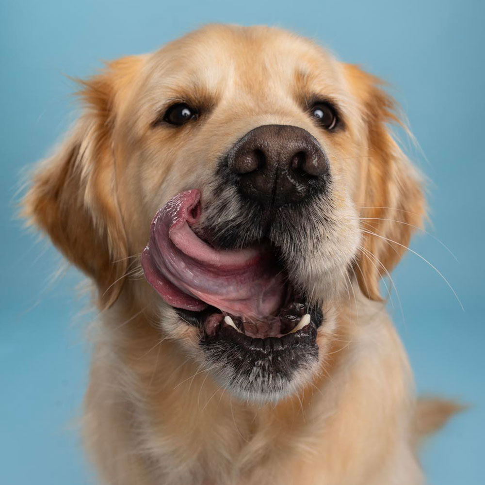 Adelaide Pet Dog Photographer South Australia