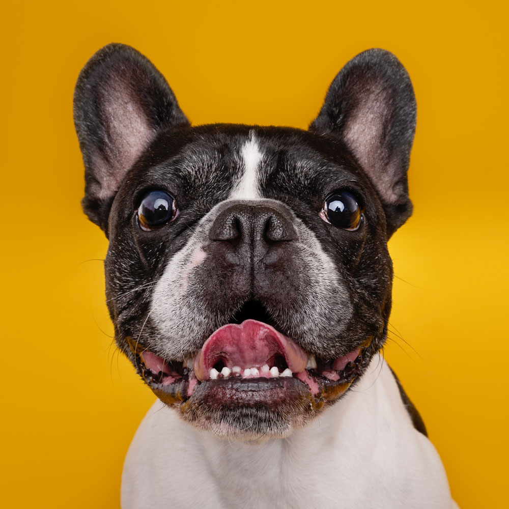 Adelaide Pet Dog Photographer South Australia