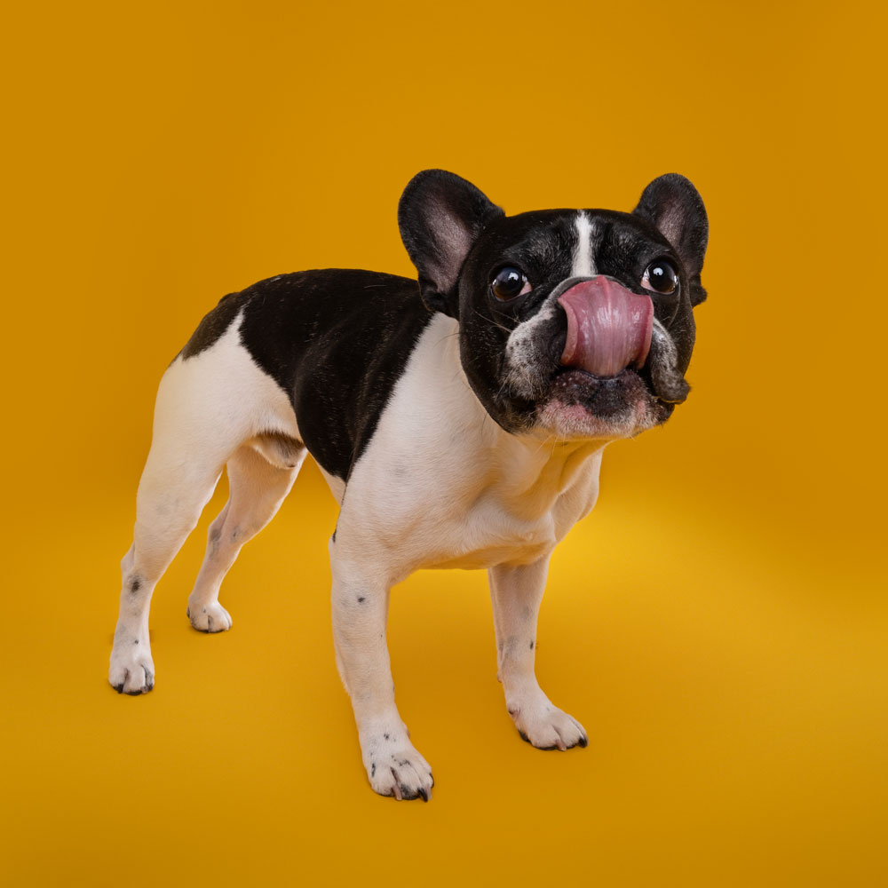 Adelaide Pet Dog Photographer South Australia