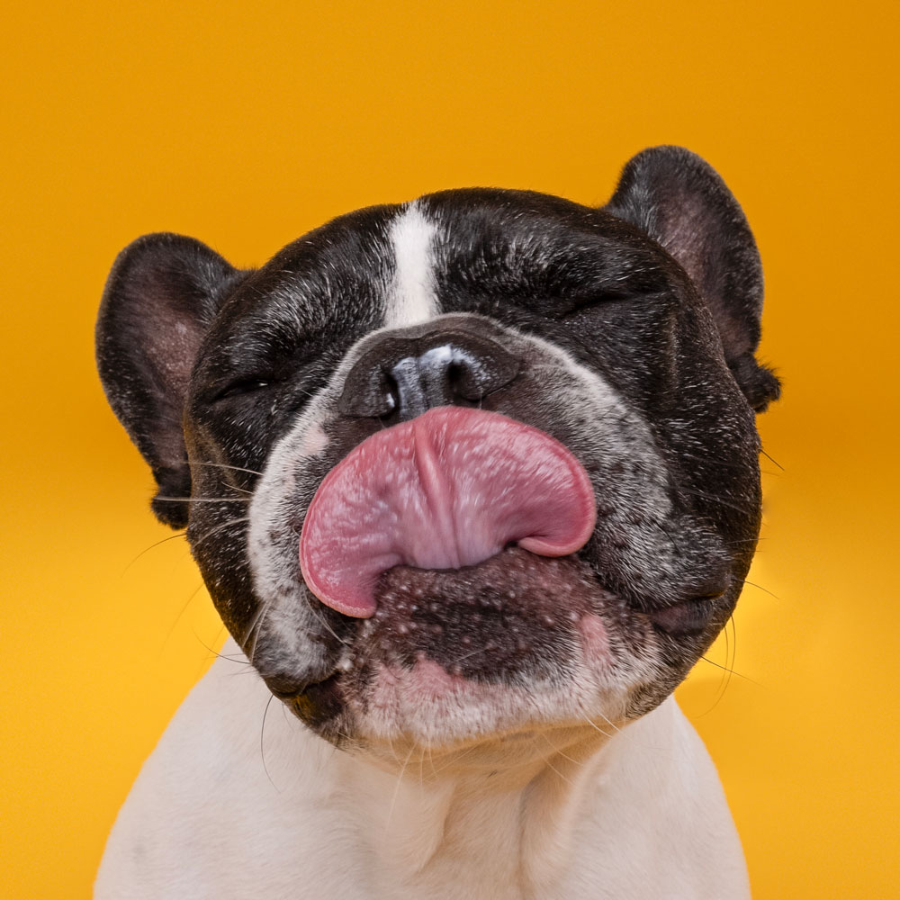 Adelaide Pet Dog Photographer South Australia