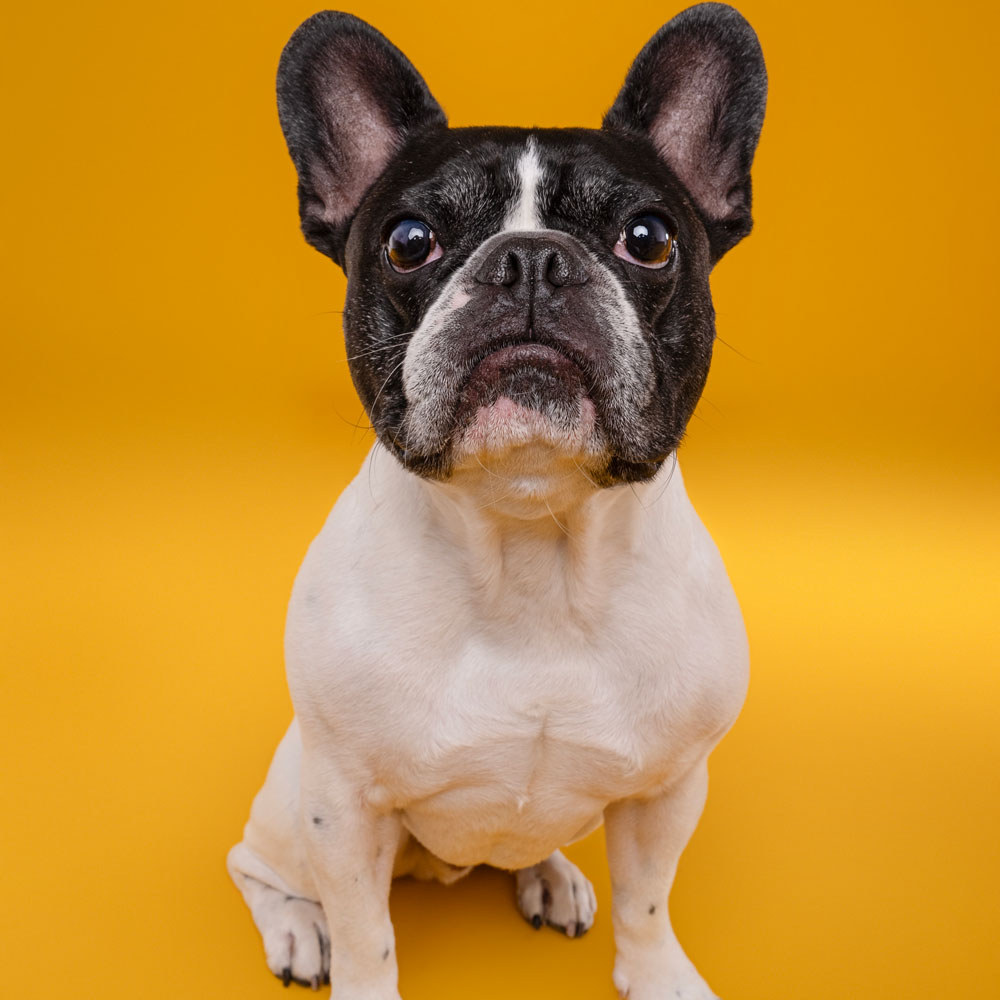 Adelaide Pet Dog Photographer South Australia