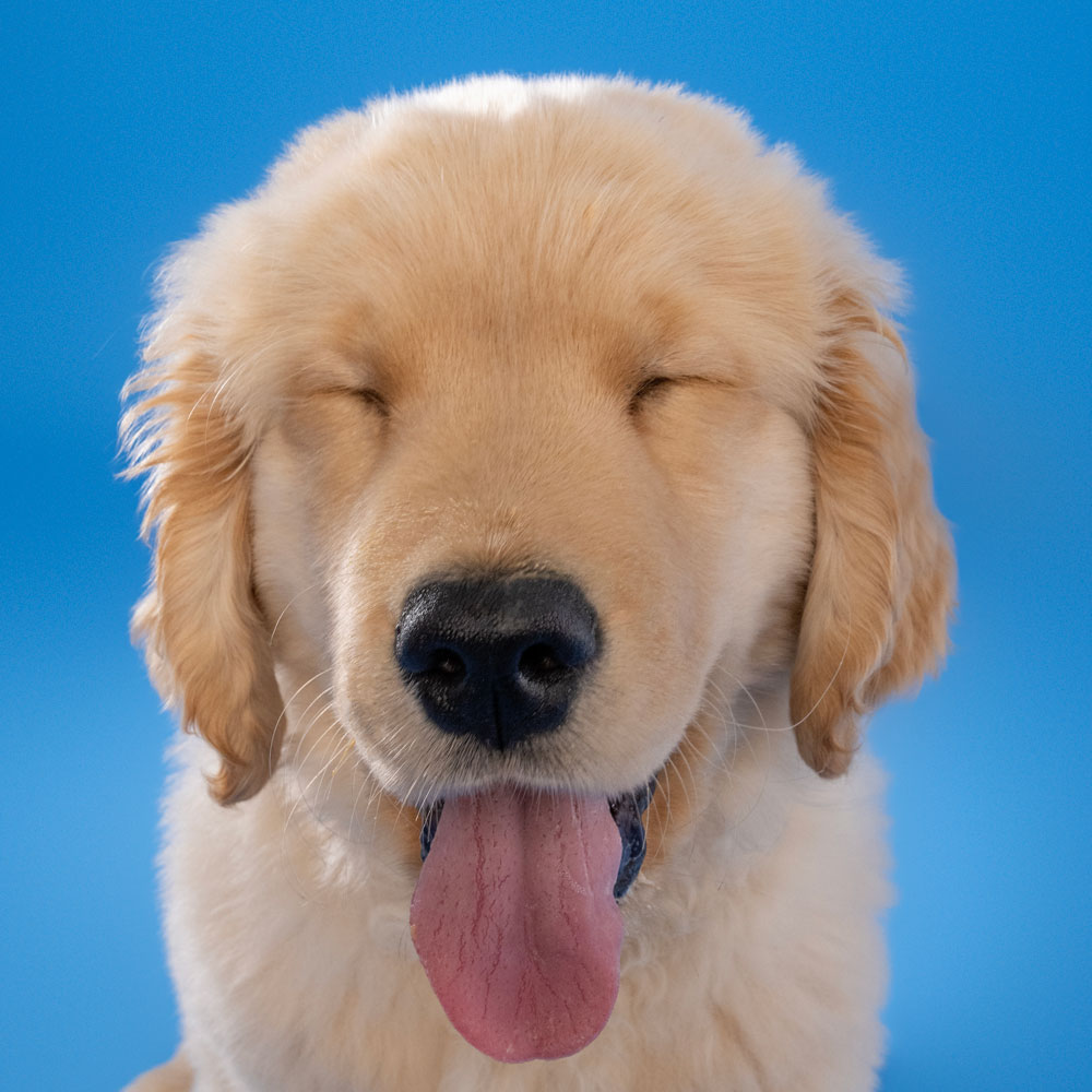 Adelaide Pet Dog Photographer South Australia