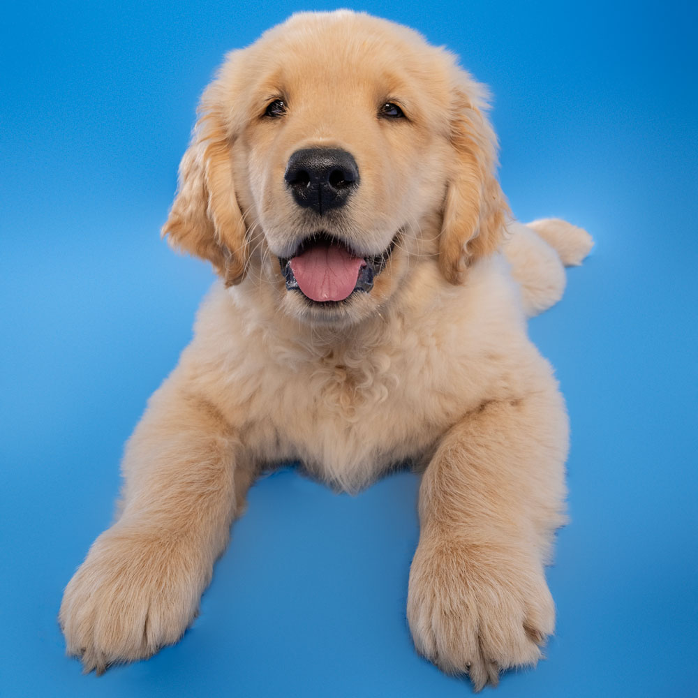 Adelaide Pet Dog Photographer South Australia