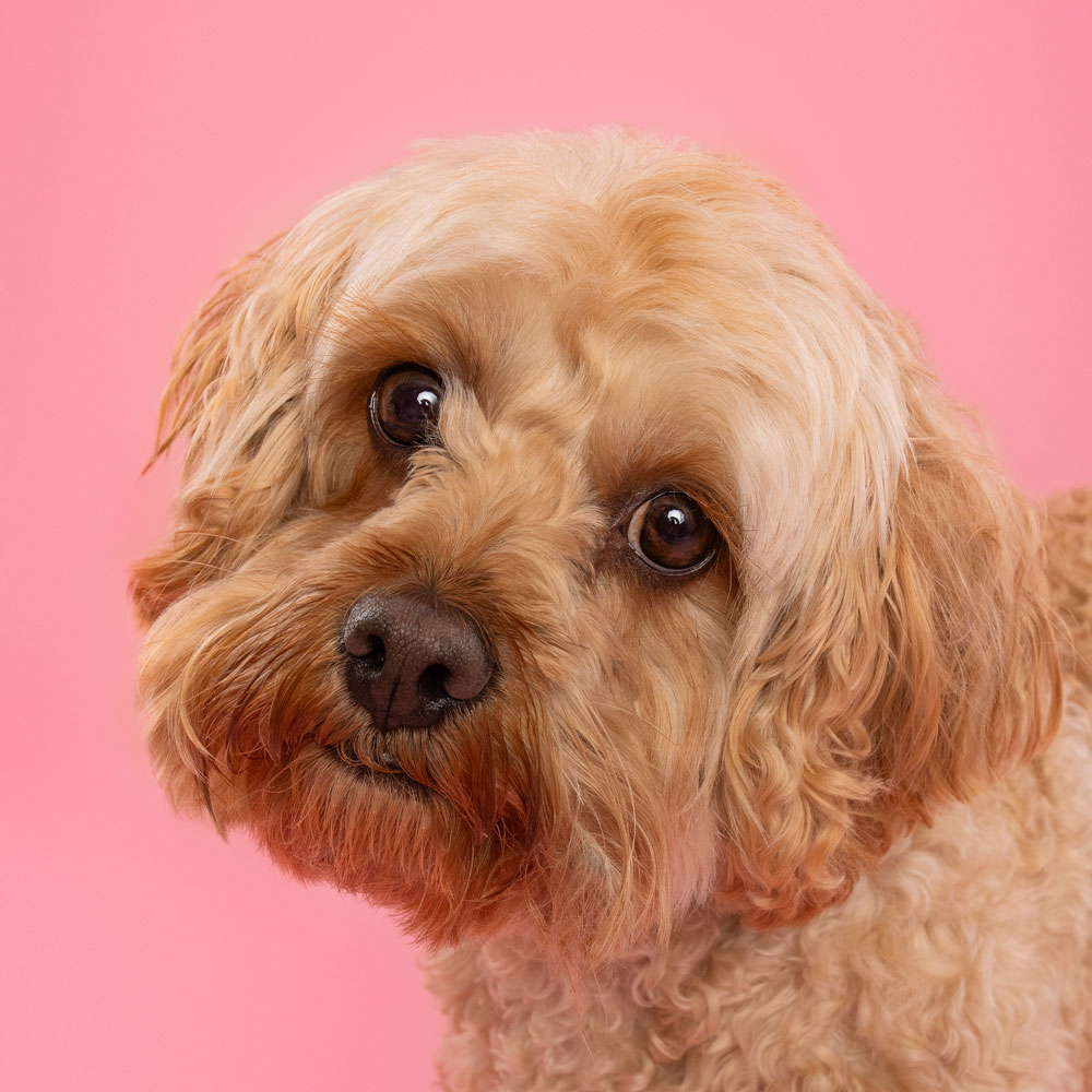 Adelaide Pet Dog Photographer South Australia