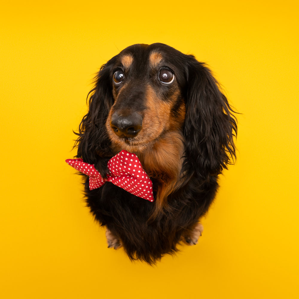 Adelaide Pet Dog Photographer South Australia